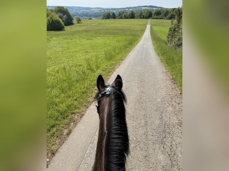 Duitse rijpony Ruin 17 Jaar 154 cm Donkerbruin in Aßlar