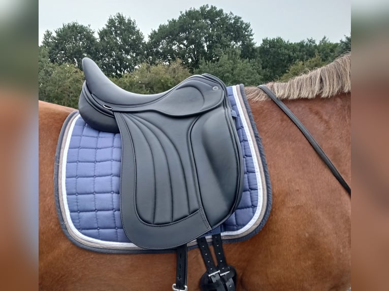 Duitse rijpony Mix Ruin 17 Jaar 154 cm Vos in Norderstedt