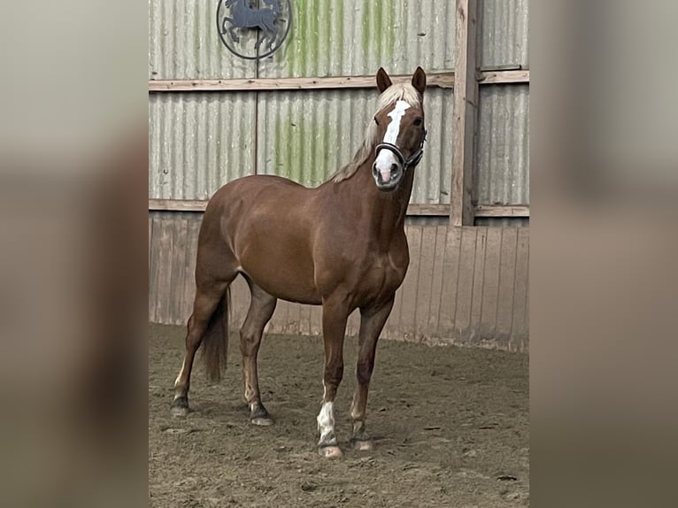 Duitse rijpony Mix Ruin 17 Jaar 154 cm Vos in Norderstedt