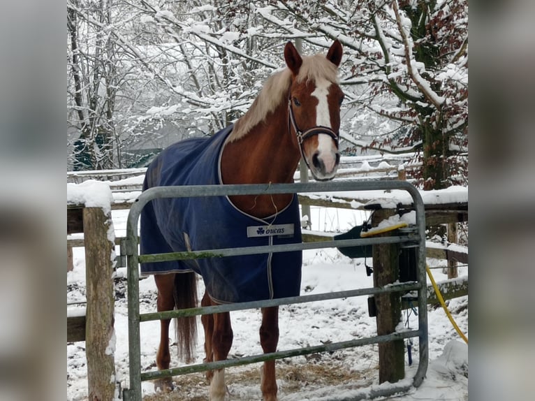 Duitse rijpony Mix Ruin 17 Jaar 154 cm Vos in Norderstedt