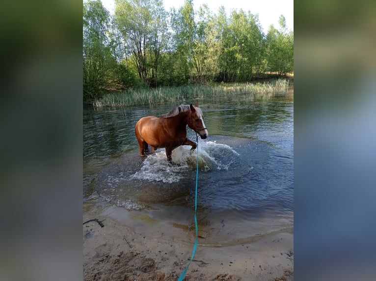 Duitse rijpony Mix Ruin 17 Jaar 154 cm Vos in Norderstedt