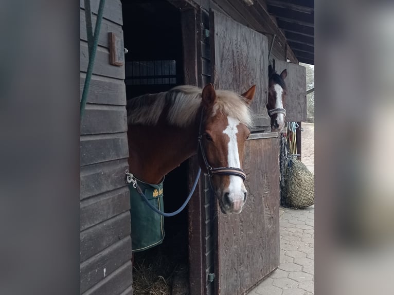 Duitse rijpony Mix Ruin 17 Jaar 154 cm Vos in Norderstedt