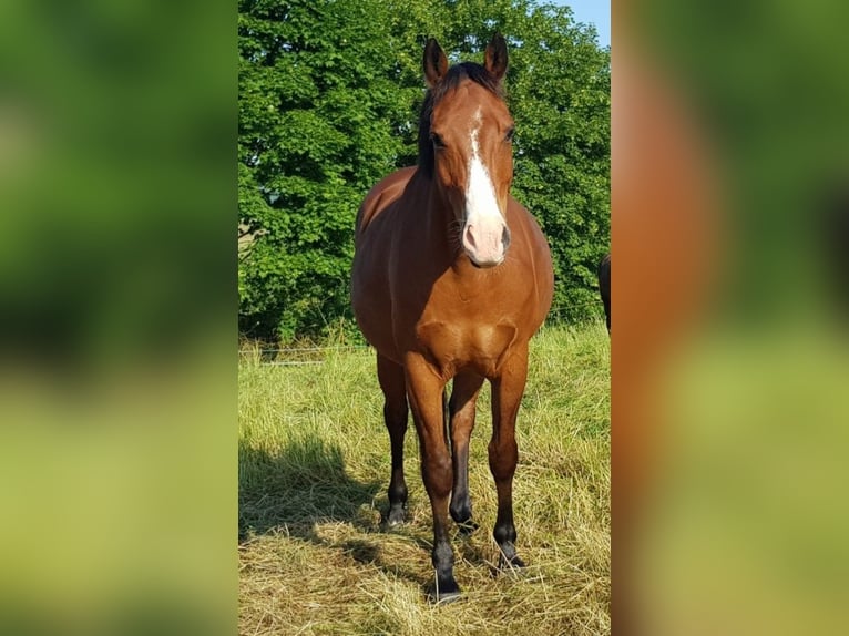 Duitse rijpony Ruin 18 Jaar 146 cm Bruin in Dassel
