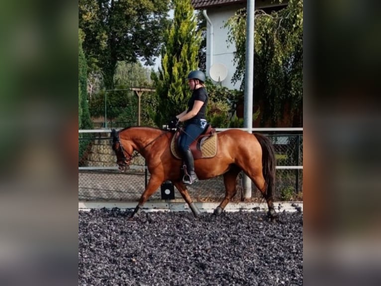 Duitse rijpony Ruin 18 Jaar 146 cm Bruin in Dassel