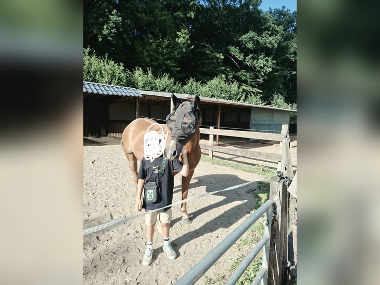 Duitse rijpony Ruin 18 Jaar 146 cm Bruin in Pronstorf