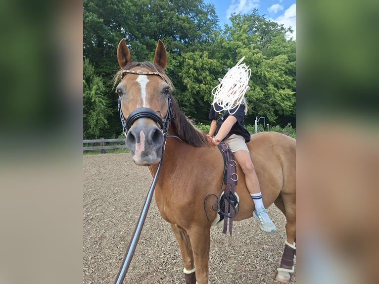 Duitse rijpony Ruin 18 Jaar 146 cm Bruin in Pronstorf