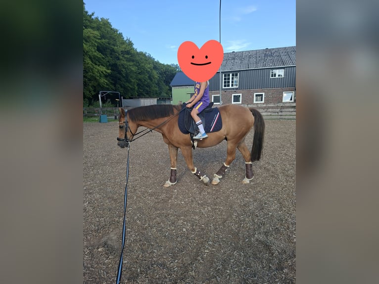 Duitse rijpony Ruin 18 Jaar 146 cm Bruin in Pronstorf