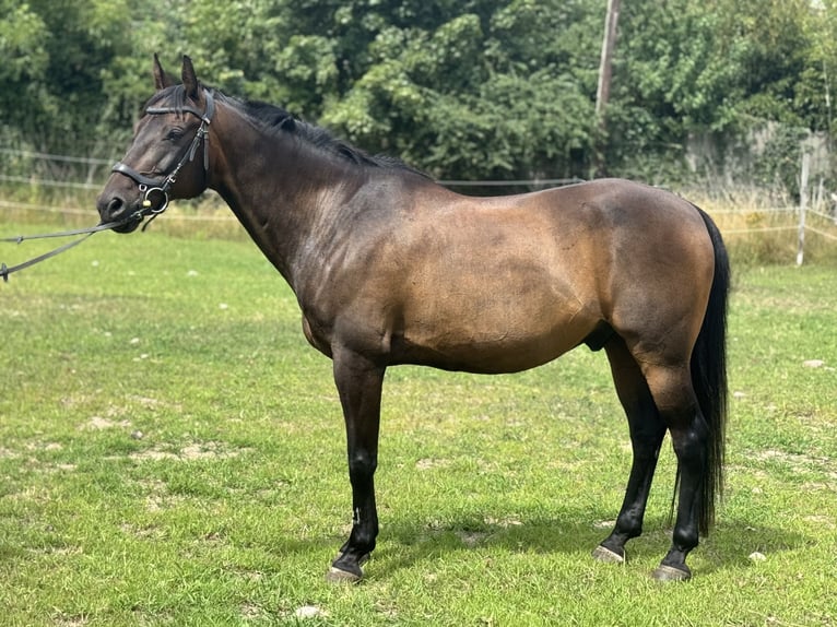 Duitse rijpony Ruin 18 Jaar 148 cm Bruin in WedemarkWedemark Duitse rijpony Ruin 18 Jaar 148 cm Bruin in WedemarkWedemark