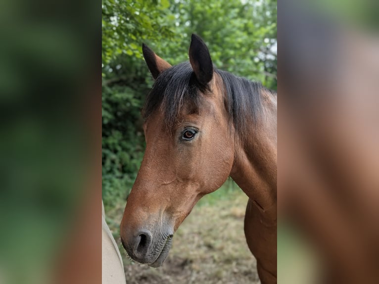 Duitse rijpony Ruin 18 Jaar 148 cm Donkerbruin in Breuberg