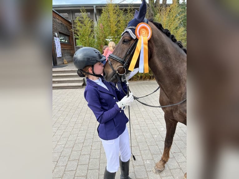 Duitse rijpony Ruin 18 Jaar 148 cm Donkere-vos in N&#xFC;rnberg