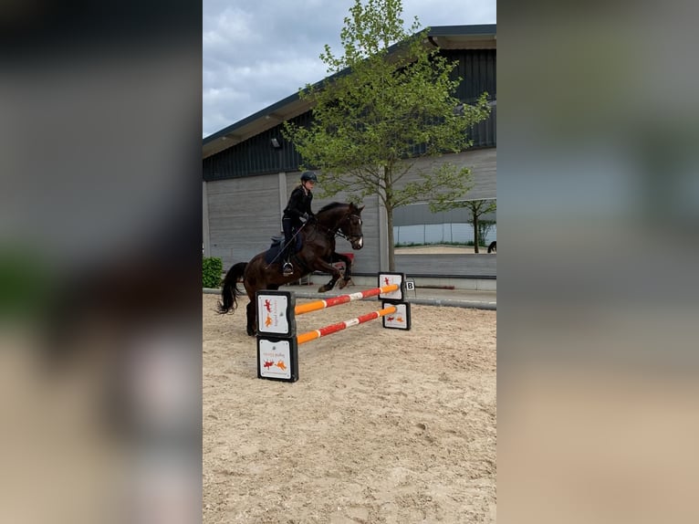 Duitse rijpony Ruin 18 Jaar 148 cm Donkere-vos in N&#xFC;rnberg