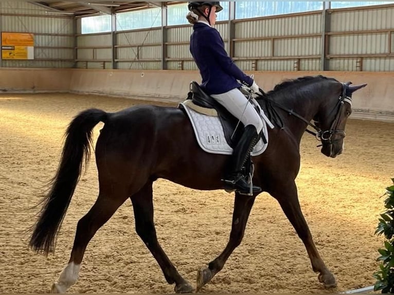 Duitse rijpony Ruin 18 Jaar 148 cm Donkere-vos in N&#xFC;rnberg