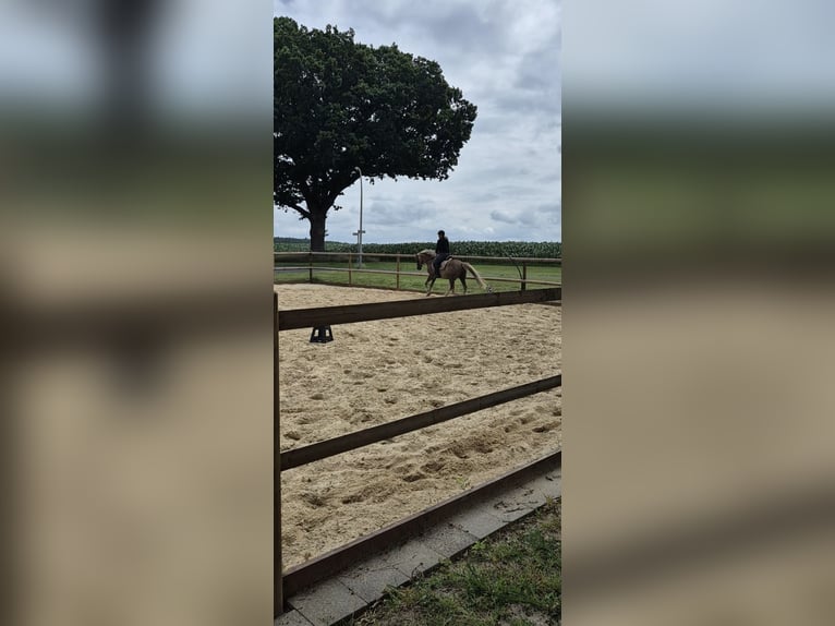 Duitse rijpony Ruin 18 Jaar 148 cm Donkere-vos in Zeven