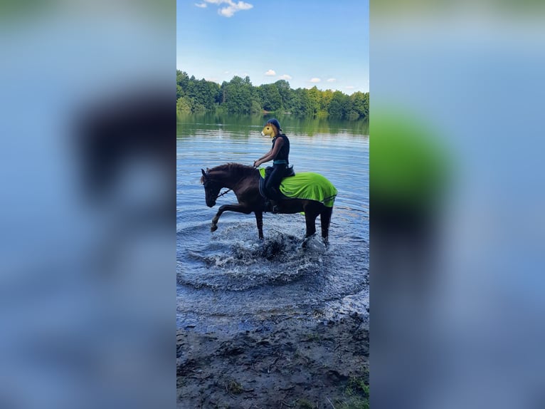 Duitse rijpony Ruin 18 Jaar 150 cm Vos in Coesfeld