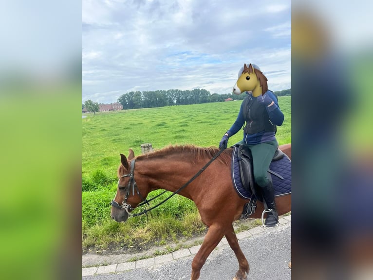 Duitse rijpony Ruin 18 Jaar 150 cm Vos in Coesfeld