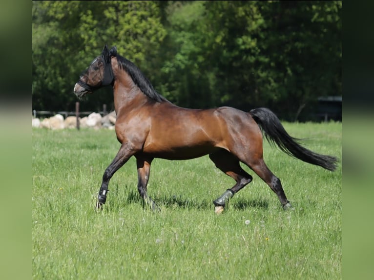 Duitse rijpony Ruin 19 Jaar 142 cm Bruin in Hamburg