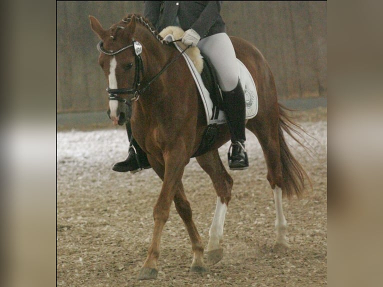 Duitse rijpony Ruin 19 Jaar 147 cm Vos in Mülheim an der Ruhr