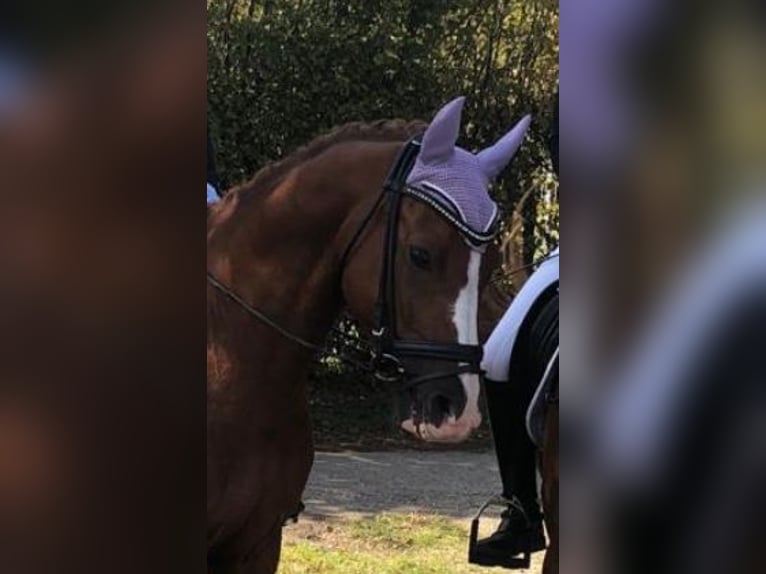 Duitse rijpony Ruin 19 Jaar 147 cm Vos in Mülheim an der Ruhr