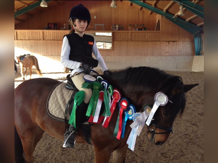 Duitse rijpony Ruin 19 Jaar 148 cm Bruin in Sauerlach