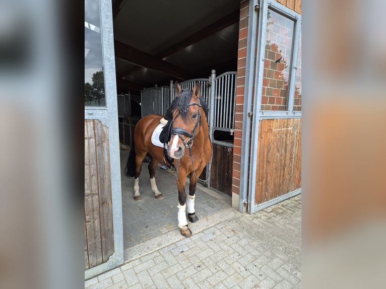 Duitse rijpony Ruin 19 Jaar 148 cm Bruin in Recklinghausen