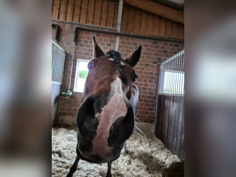 Duitse rijpony Ruin 19 Jaar 148 cm Bruin in Recklinghausen