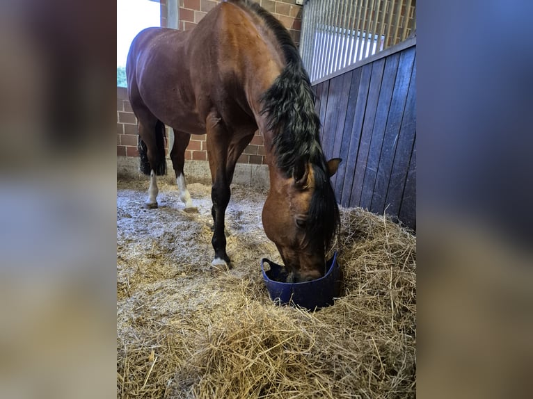 Duitse rijpony Ruin 19 Jaar 148 cm Bruin in Recklinghausen