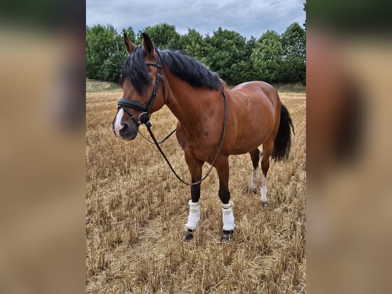 Duitse rijpony Ruin 19 Jaar 148 cm Bruin in Recklinghausen