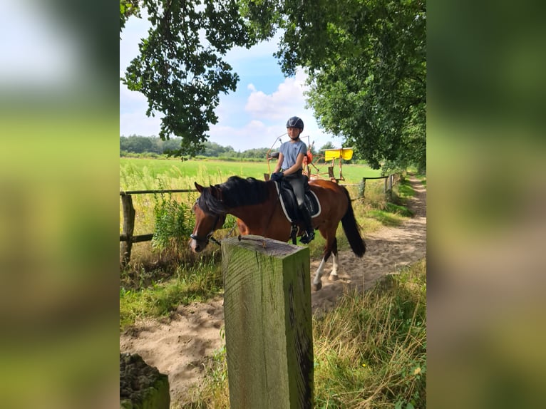 Duitse rijpony Ruin 19 Jaar 148 cm Bruin in Recklinghausen