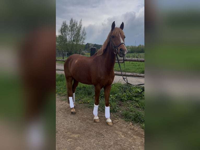 Duitse rijpony Ruin 19 Jaar 148 cm Donkere-vos in Düsseldorf