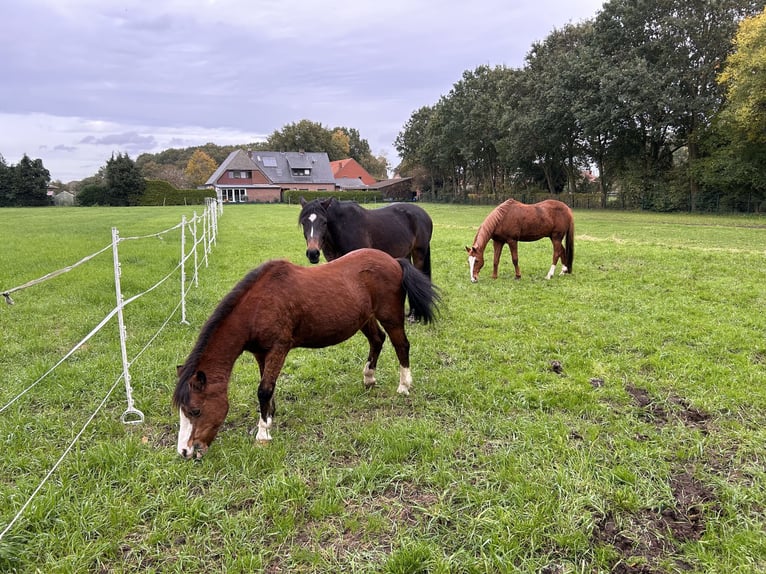 Duitse rijpony Ruin 19 Jaar 148 cm Vos in Lähden