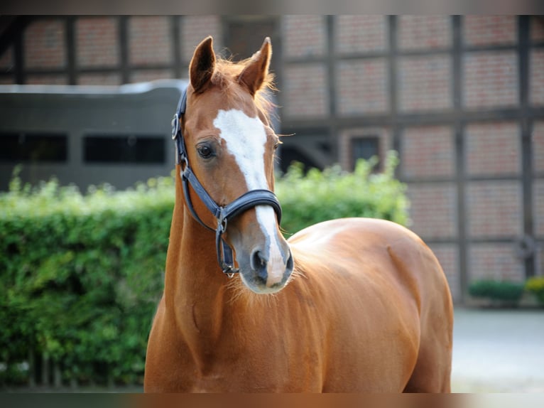 Duitse rijpony Ruin 19 Jaar 148 cm Vos in Lähden