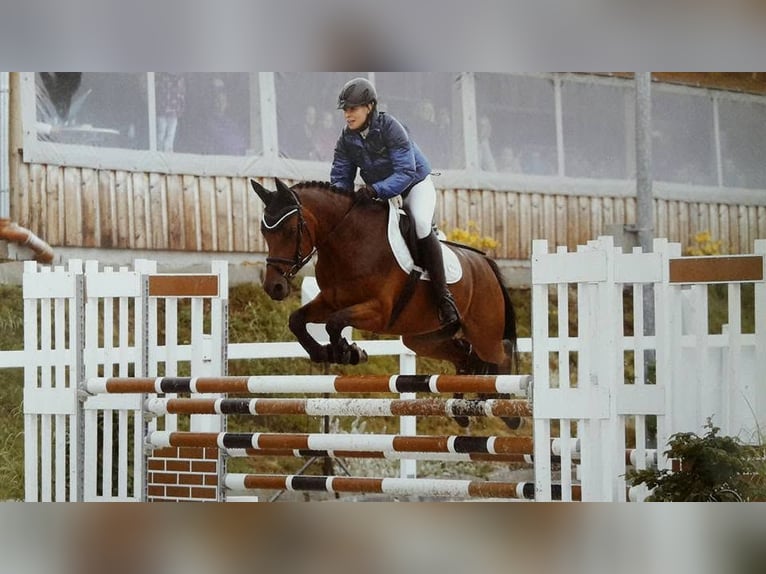 Duitse rijpony Ruin 19 Jaar 150 cm Bruin in Gschwandt
