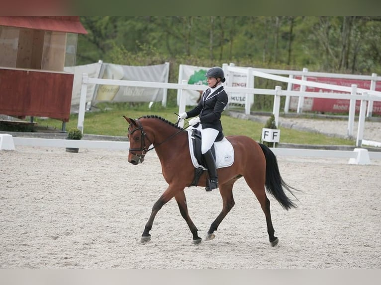 Duitse rijpony Ruin 19 Jaar 150 cm Bruin in Gschwandt
