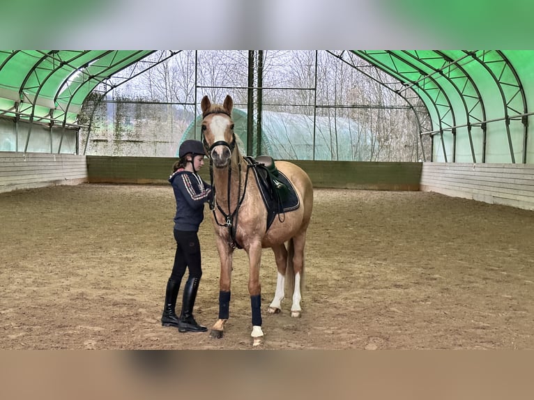 Duitse rijpony Ruin 19 Jaar 153 cm Palomino in Dürnau