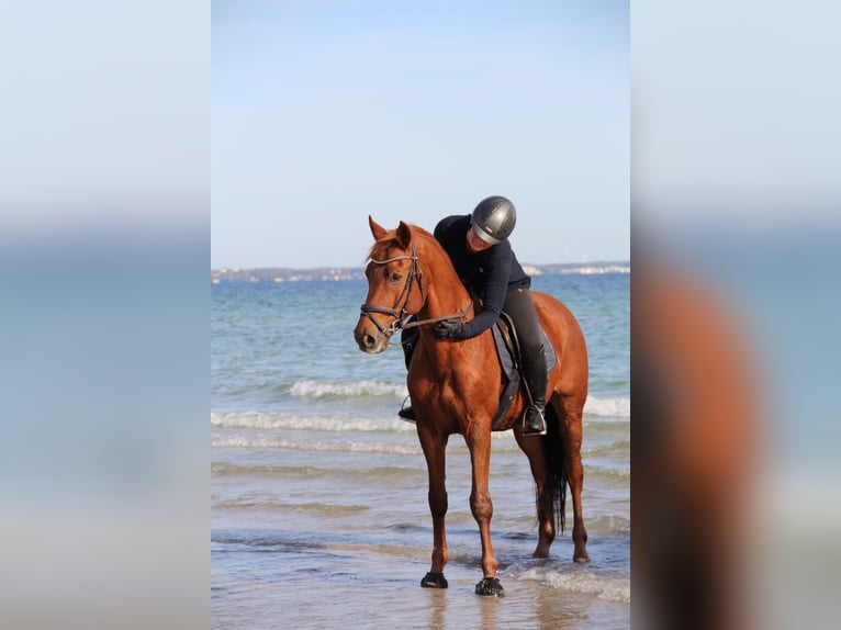 Duitse rijpony Ruin 19 Jaar 156 cm Vos in Hamburg