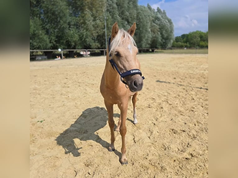 Duitse rijpony Ruin 1 Jaar 132 cm Palomino in Ahlen