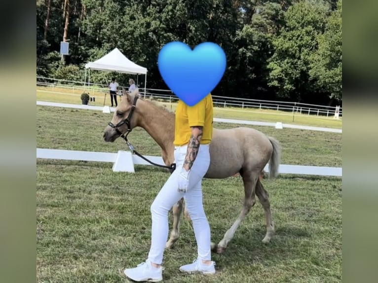Duitse rijpony Ruin 1 Jaar 132 cm Palomino in Ahlen