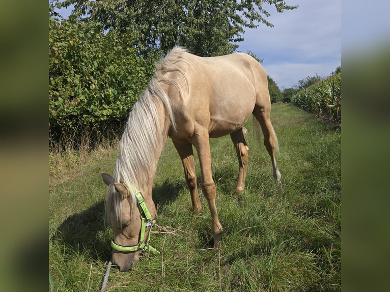 Duitse rijpony Ruin 1 Jaar 132 cm Palomino in Ahlen