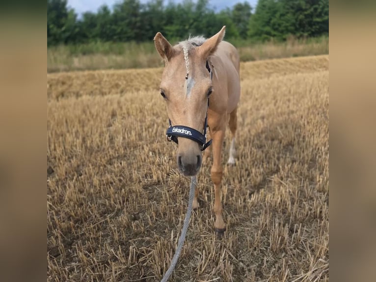 Duitse rijpony Ruin 1 Jaar 132 cm Palomino in Ahlen