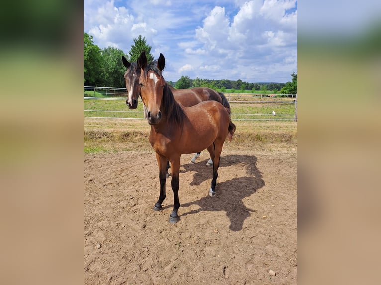 Duitse rijpony Ruin 1 Jaar 140 cm Bruin in Bersteland Freiwalde