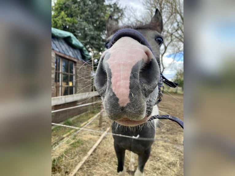 Duitse rijpony Ruin 1 Jaar 145 cm Gevlekt-paard in Ladeburg