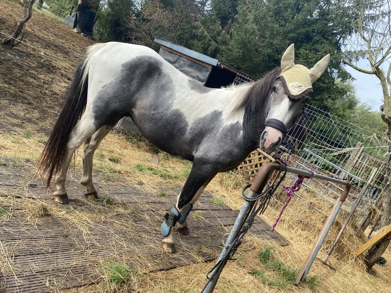 Duitse rijpony Ruin 1 Jaar 145 cm Gevlekt-paard in Ladeburg