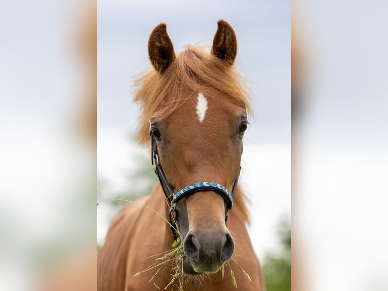 Duitse rijpony Ruin 1 Jaar 148 cm Vos in MarxheimGraisbach