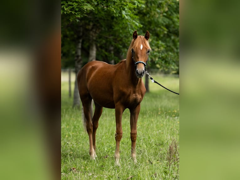 Duitse rijpony Ruin 1 Jaar 148 cm Vos in MarxheimGraisbach