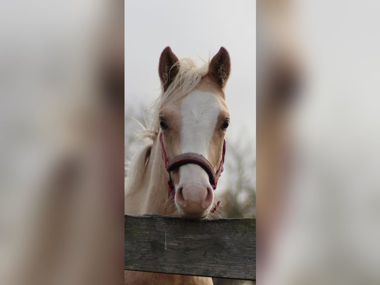 Duitse rijpony Ruin 1 Jaar 150 cm Palomino in Bahrdorf