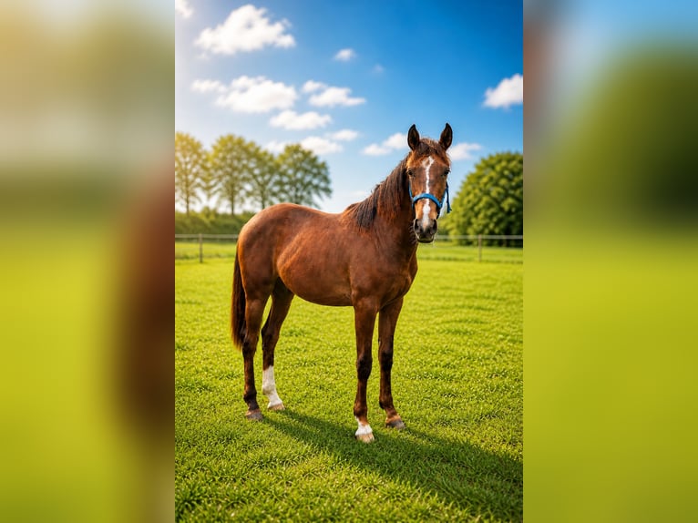 Duitse rijpony Mix Ruin 1 Jaar 152 cm Donkere-vos in Papenburg