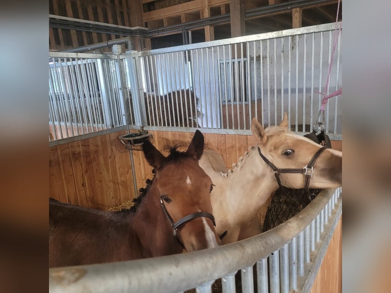 Duitse rijpony Ruin 1 Jaar Palomino in Dietmannsried