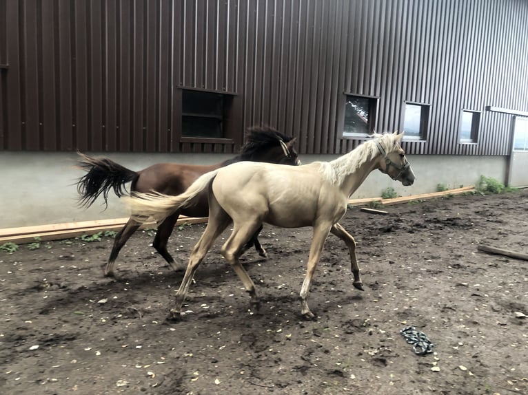 Duitse rijpony Ruin 1 Jaar Palomino in Dietmannsried