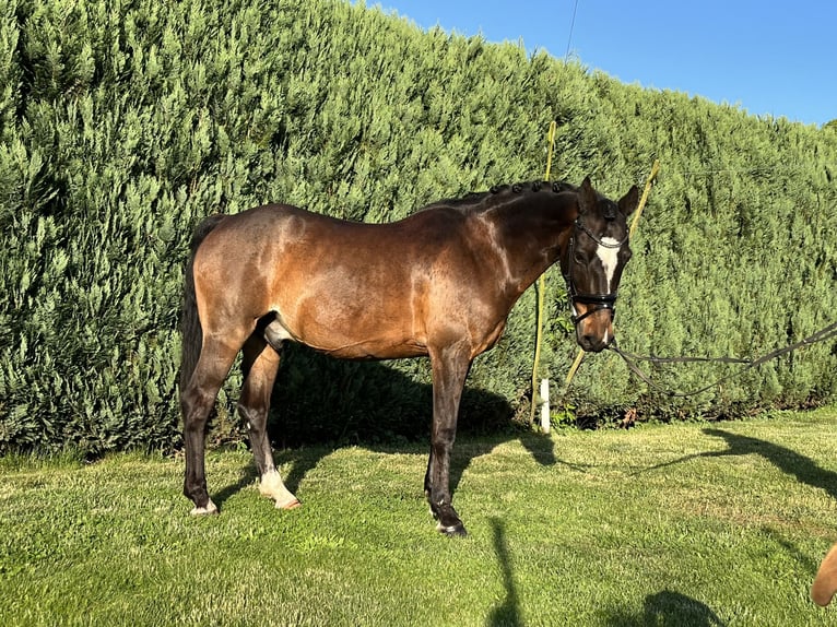 Duitse rijpony Mix Ruin 20 Jaar 137 cm Donkerbruin in Brook