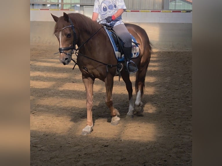 Duitse rijpony Ruin 20 Jaar 147 cm Vos in Oldendorf